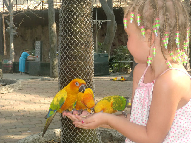 Девочка с попугаями